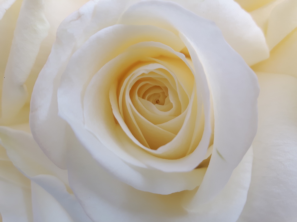 rozen-tasteofflowers-27